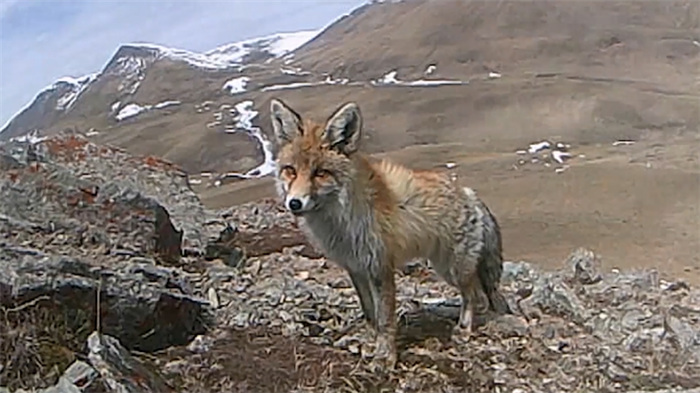 China’s Qilian Mountain National Park: home to a wide variety of rare wild animals