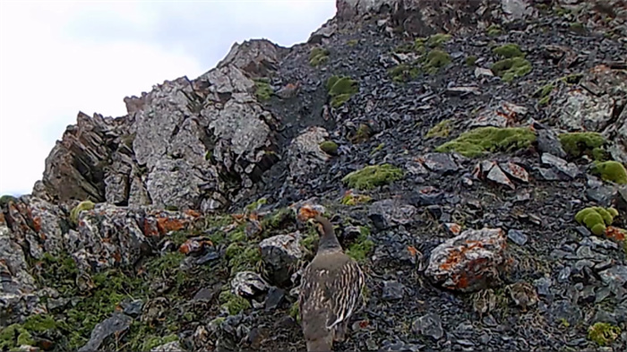 China’s Qilian Mountain National Park: home to a wide variety of rare wild animals