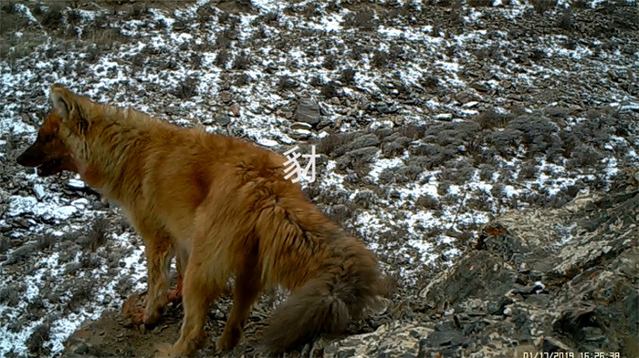 China’s Qilian Mountain National Park: home to a wide variety of rare wild animals