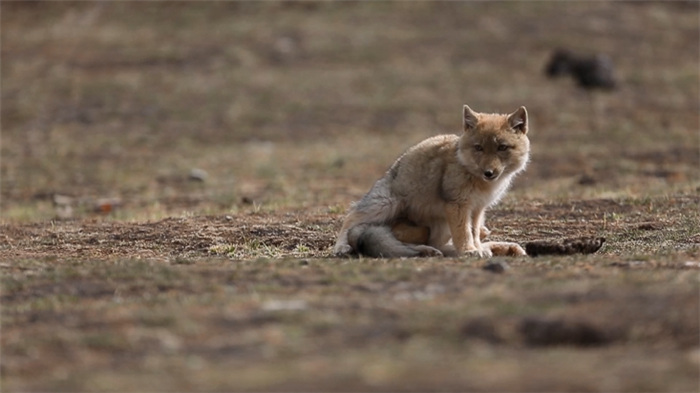 China’s Qilian Mountain National Park: home to a wide variety of rare wild animals