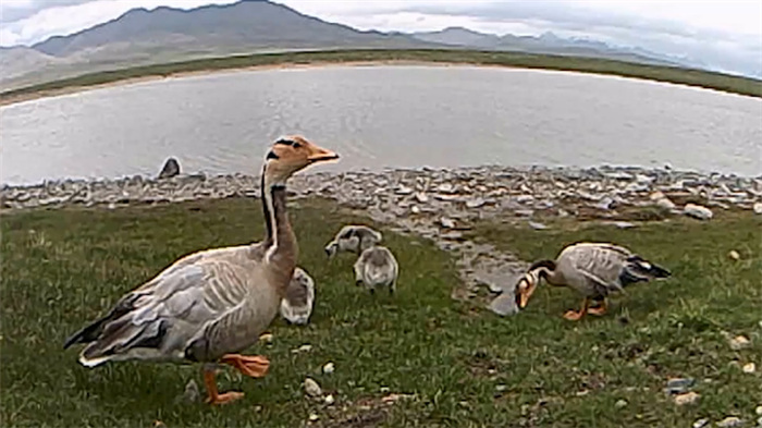 China’s Qilian Mountain National Park: home to a wide variety of rare wild animals