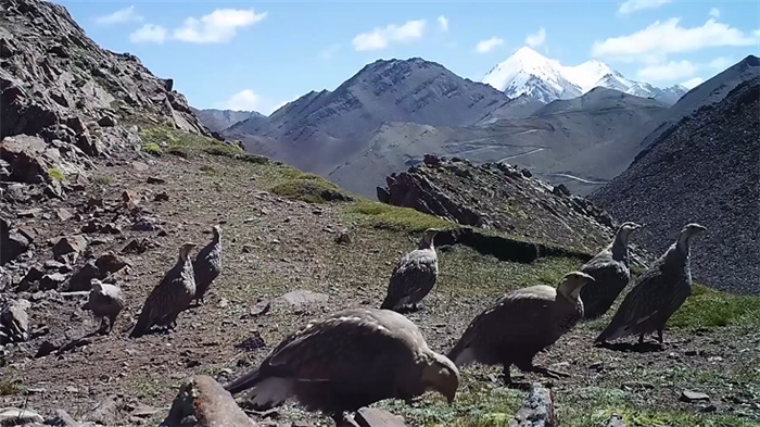 China’s Qilian Mountain National Park: home to a wide variety of rare wild animals