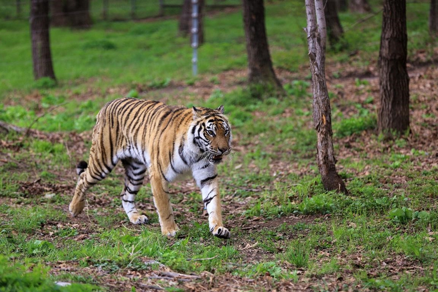 China officially designates first group of national parks