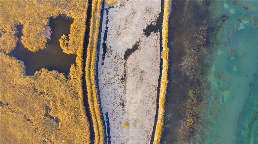 Golden reed flowers brighten Bosten Lake in NW China's Xinjiang