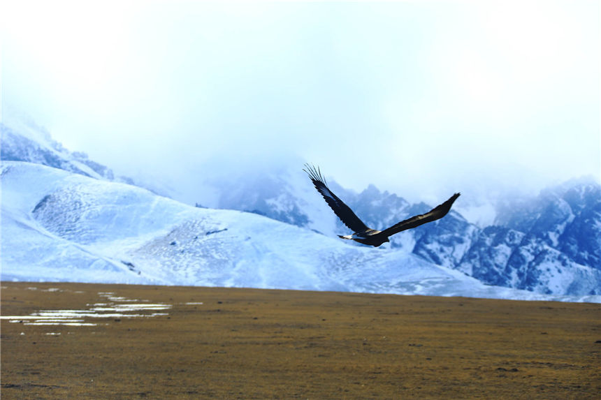 Magnificent Xinjiang: snow-covered grassland forms an enchanting sight