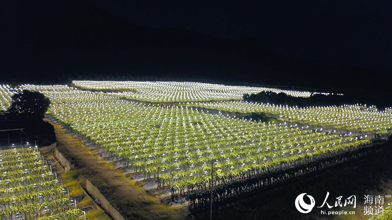 Off-season dragon fruit planting bring wealth to villagers in S China's Hainan