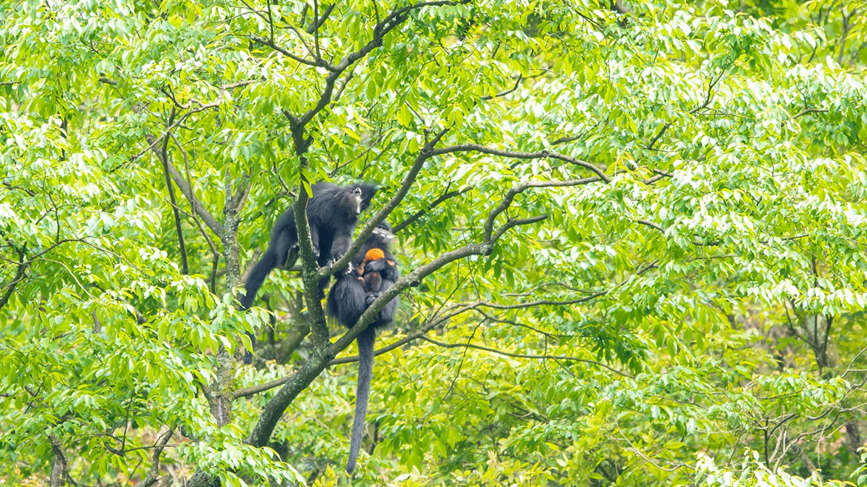 Rare and endangered wild species achieve restorative growth in SW China’s Chongqing