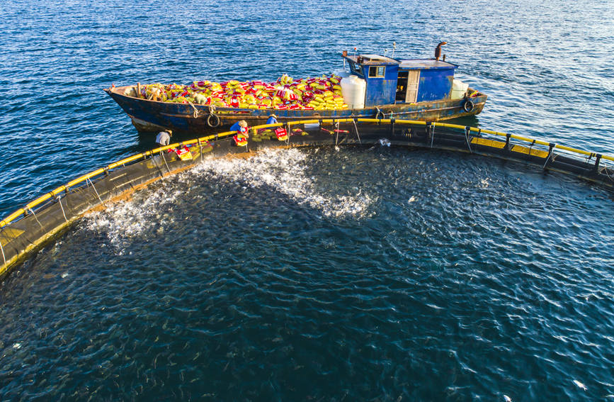 In pics: Bumper harvest of pompano in S China's Guangxi