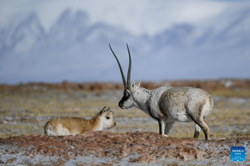 Wildlife in Hoh Xil, NW China