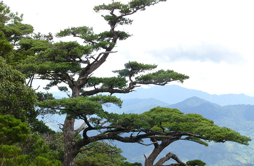 Sound ecological environment brings wealth to local residents in Wuzhishan city in Hainan