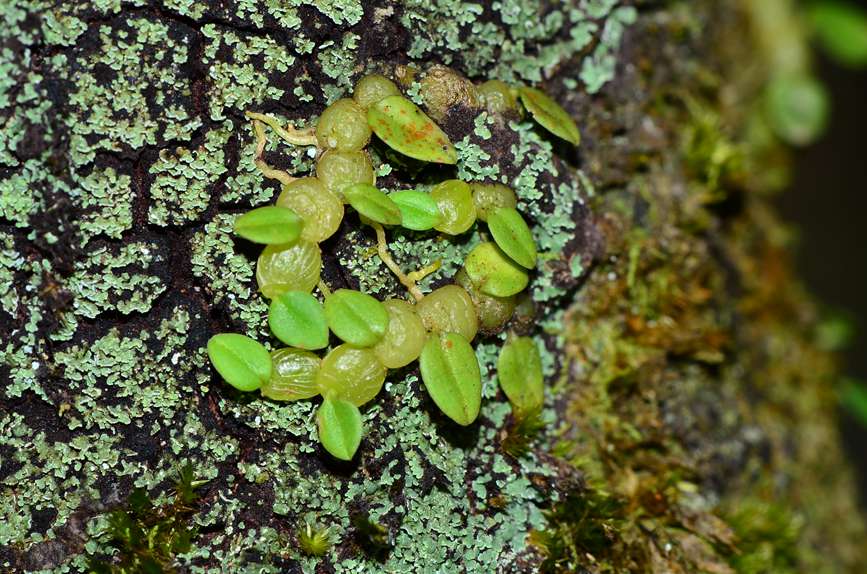 Two new orchid species discovered in S China’s Hainan Tropical Rainforest National Park