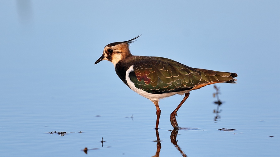 Changting county in China's Fujian becomes paradise for birds