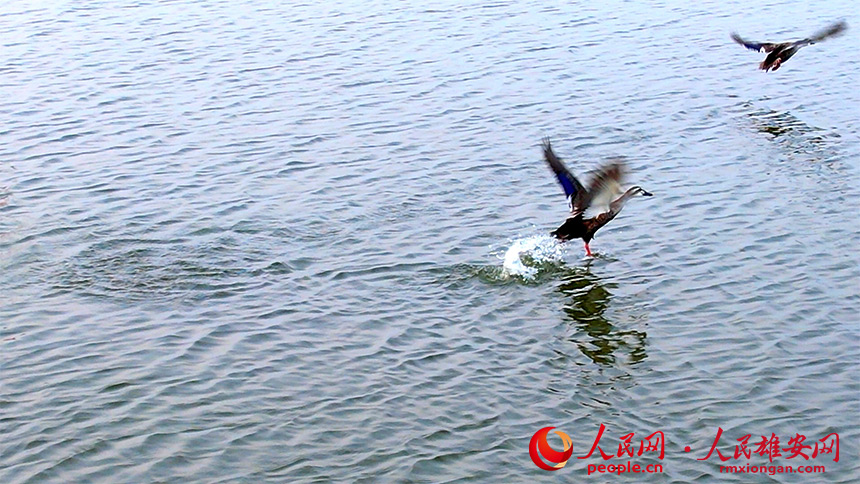 Migratory birds under state protection ‘settle’ in Xiong’an New Area