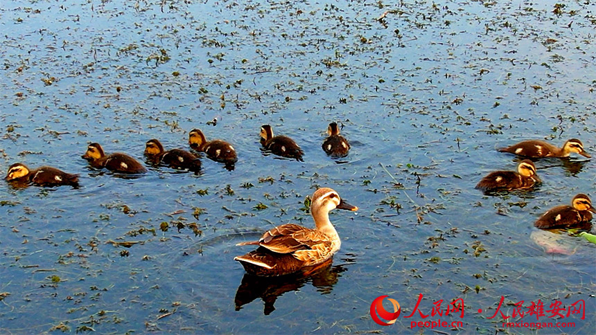 Migratory birds under state protection ‘settle’ in Xiong’an New Area
