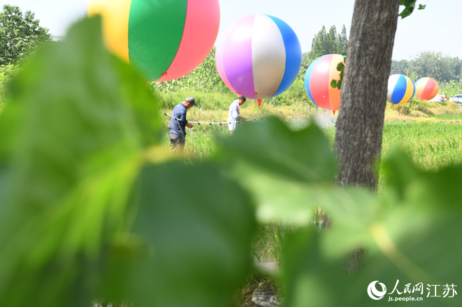 Rice farmers in E China’s Jiangsu spray chemicals onto farms with help of specially rigged hydrogen balloons