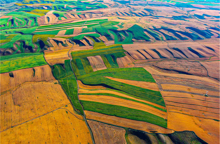Harvest season turns farmlands into colorful palette in China's Xinjiang
