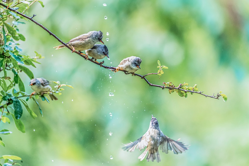 Nanchuan district of SW China's Chongqing becomes bird's paradise