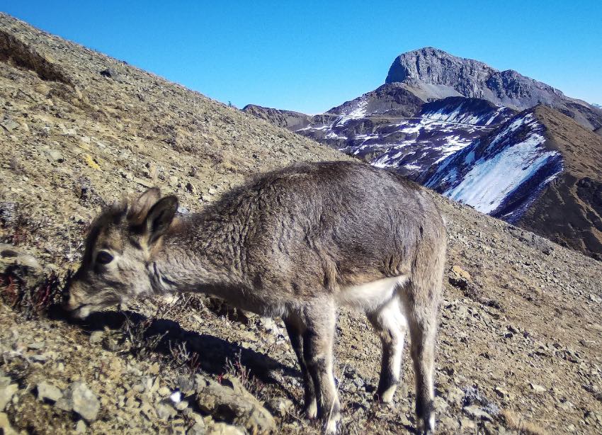 Muli county in SW China's Sichuan makes remarkable progress in wild animal protection