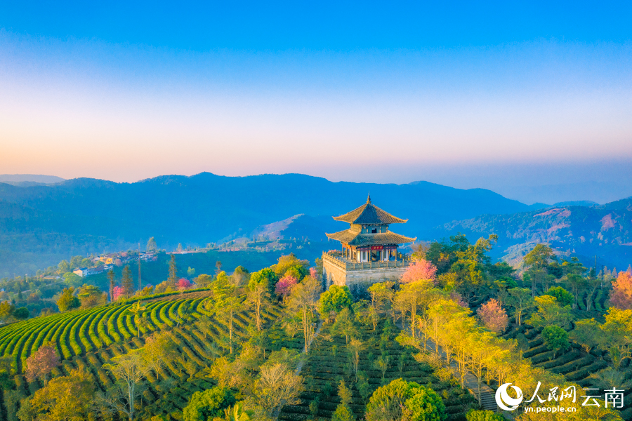 Intoxicating cherry blossoms cover tea garden in China’s Yunnan