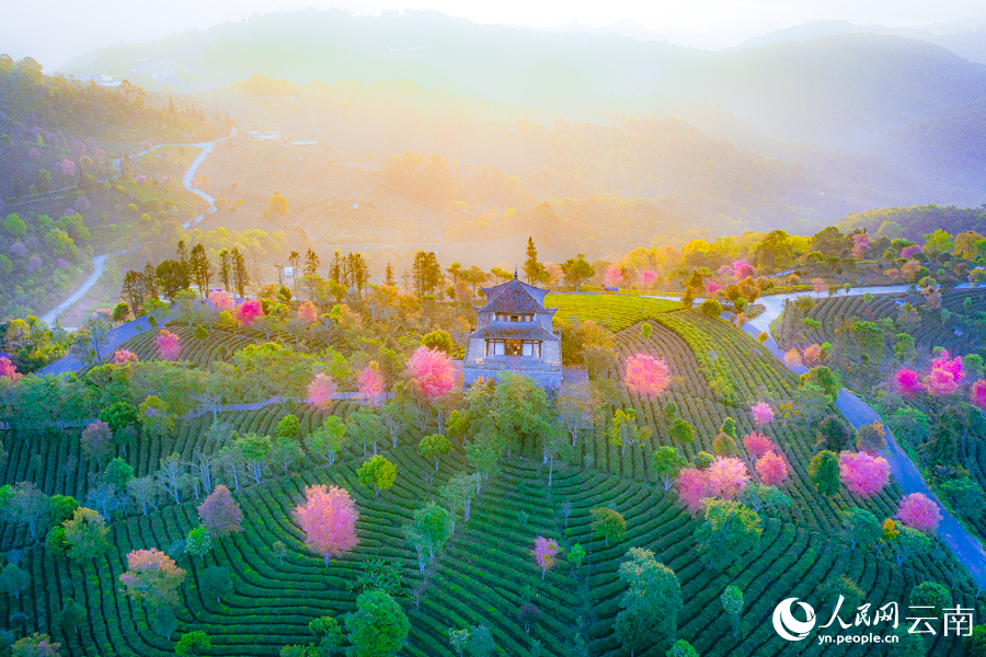 Intoxicating cherry blossoms cover tea garden in China’s Yunnan