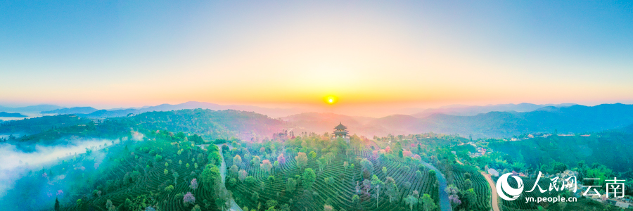 Intoxicating cherry blossoms cover tea garden in China’s Yunnan