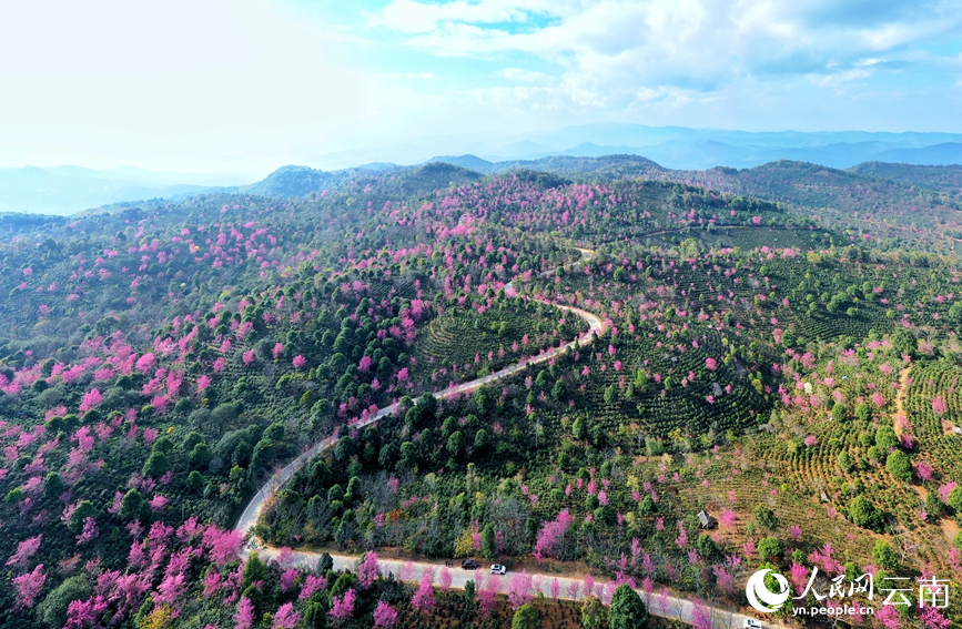 Cherry blossoms in SW China's Yunnan attract throngs of visitors