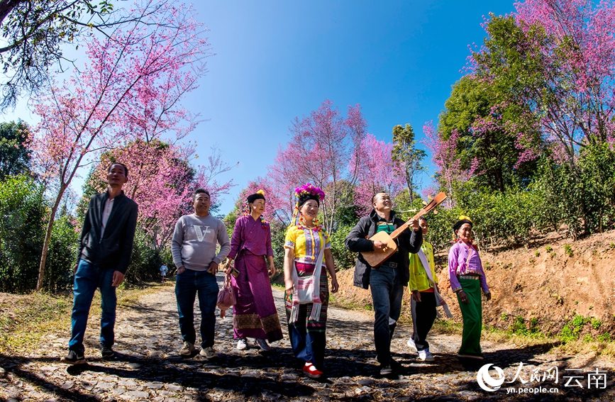 Cherry blossoms in SW China's Yunnan attract throngs of visitors
