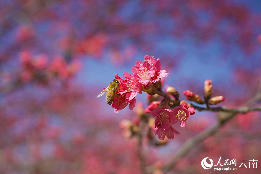 Cherry blossoms light up valley in SW China’s Yunnan
