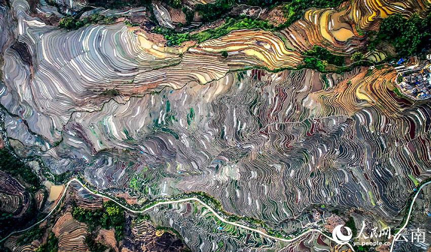 Spring farming gets going on SW China's Yunnan rice terraces