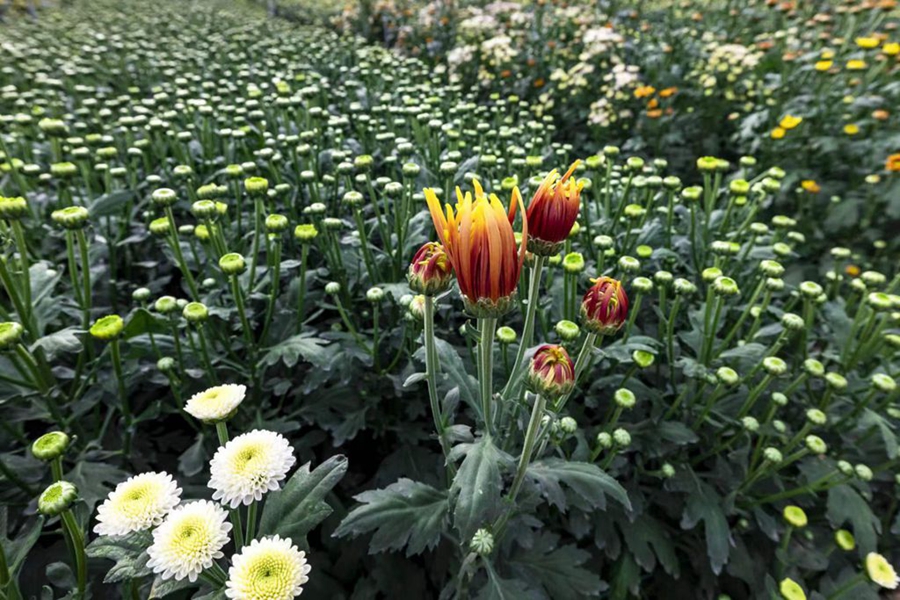 Farmers busy harvesting chrysanthemums in China's Hainan