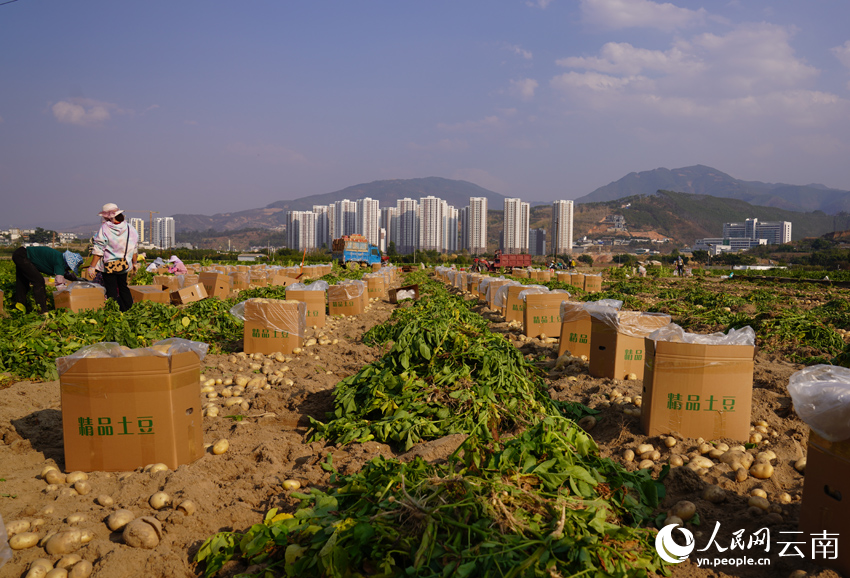 Winter potatoes enter harvest season in SW China’s Yunnan