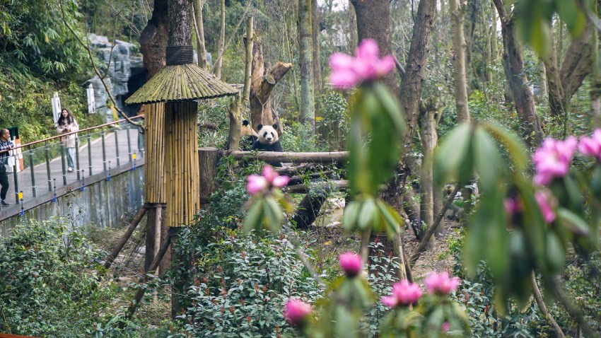 Alpine azalea flower show opens in Giant Panda Valley in SW China’s Sichuan