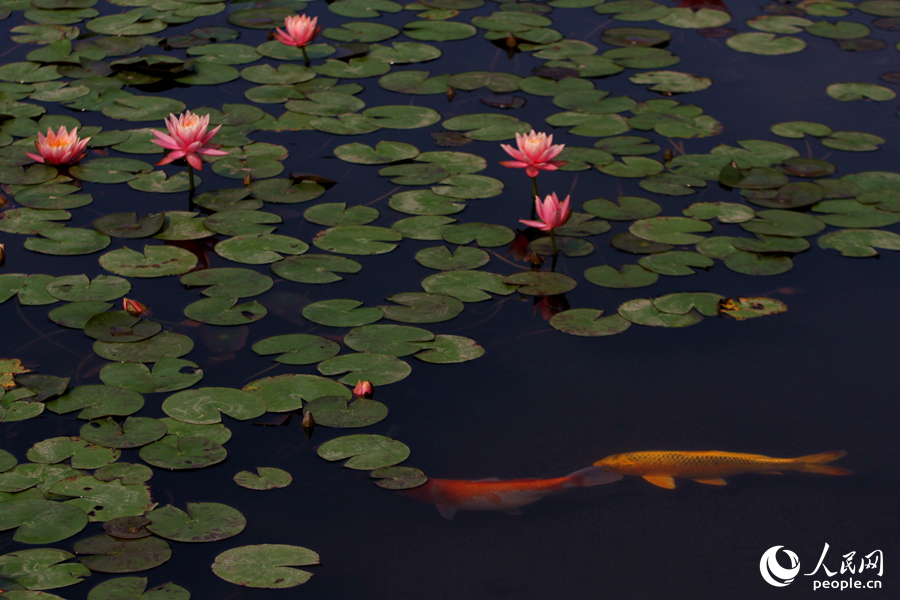 Water lily flowers bloom in Xiamen, SE China’s Fujian
