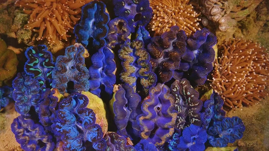 Explore Xuwen National Coral Reef Nature Reserve in China's Guangdong