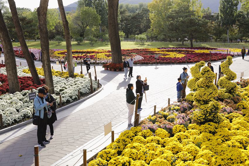 Chrysanthemums in full bloom in Beijing