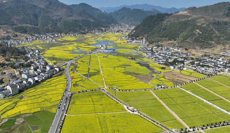 Blooming rapeseed flowers draw visitors to SW China's Guizhou