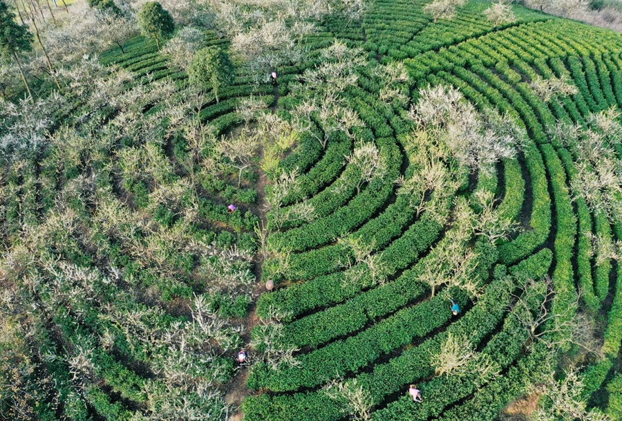 Meteorological services facilitate spring tea harvest across China