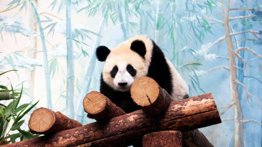 Ultimate guide to panda tours in China