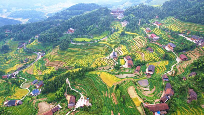 Verdant terraces in SW China