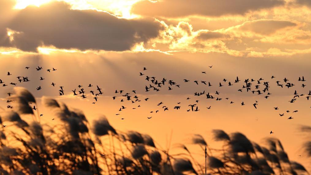 Egrets glide through gold
