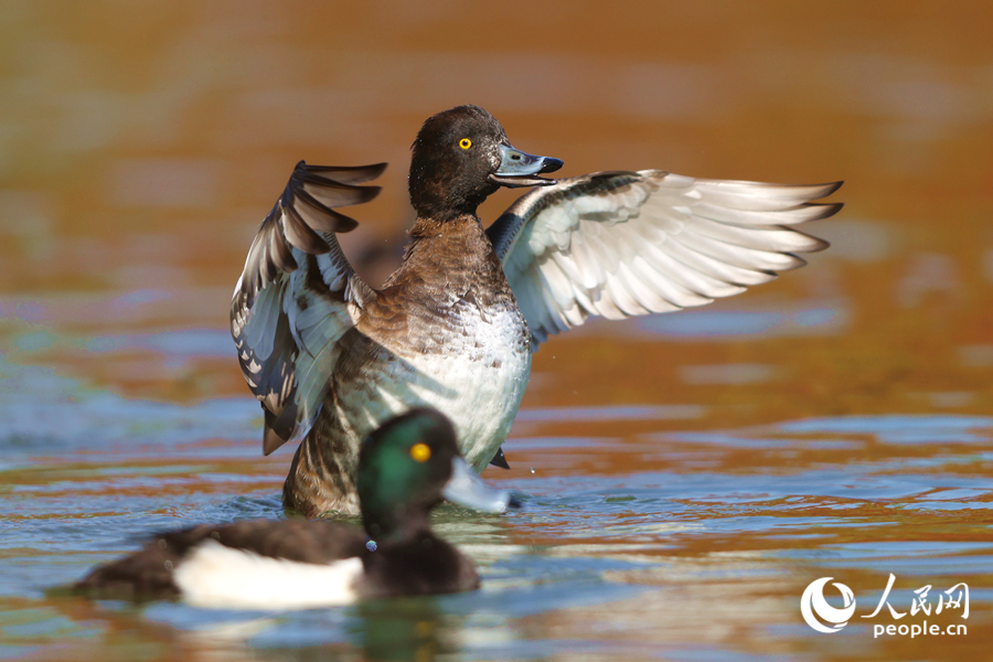 Group of adorable ducks brings early spring vibes to E China's Xiamen