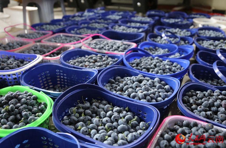 Blueberries enter harvest season in SW China's Yunnan