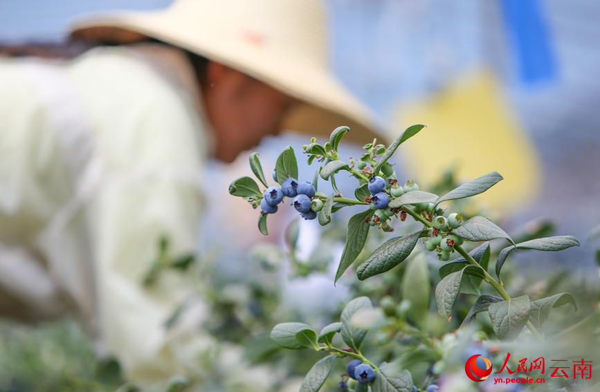 Blueberries enter harvest season in SW China's Yunnan