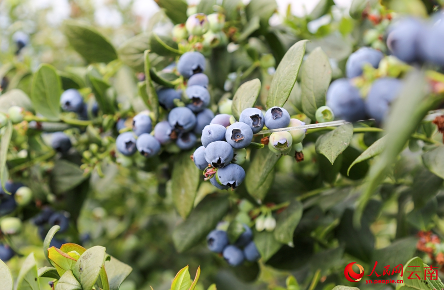 Blueberries enter harvest season in SW China's Yunnan