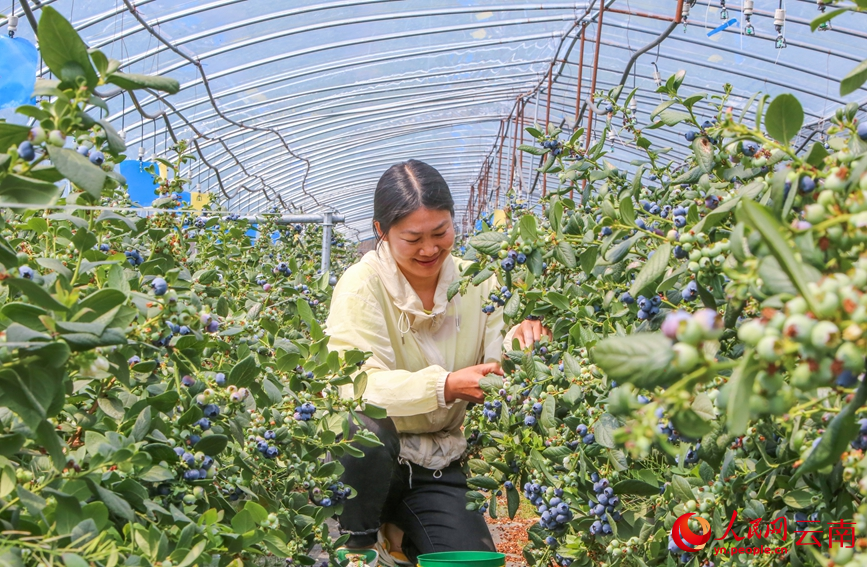 Blueberries enter harvest season in SW China's Yunnan