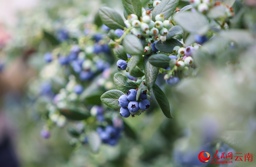 Blueberries enter harvest season in SW China's Yunnan