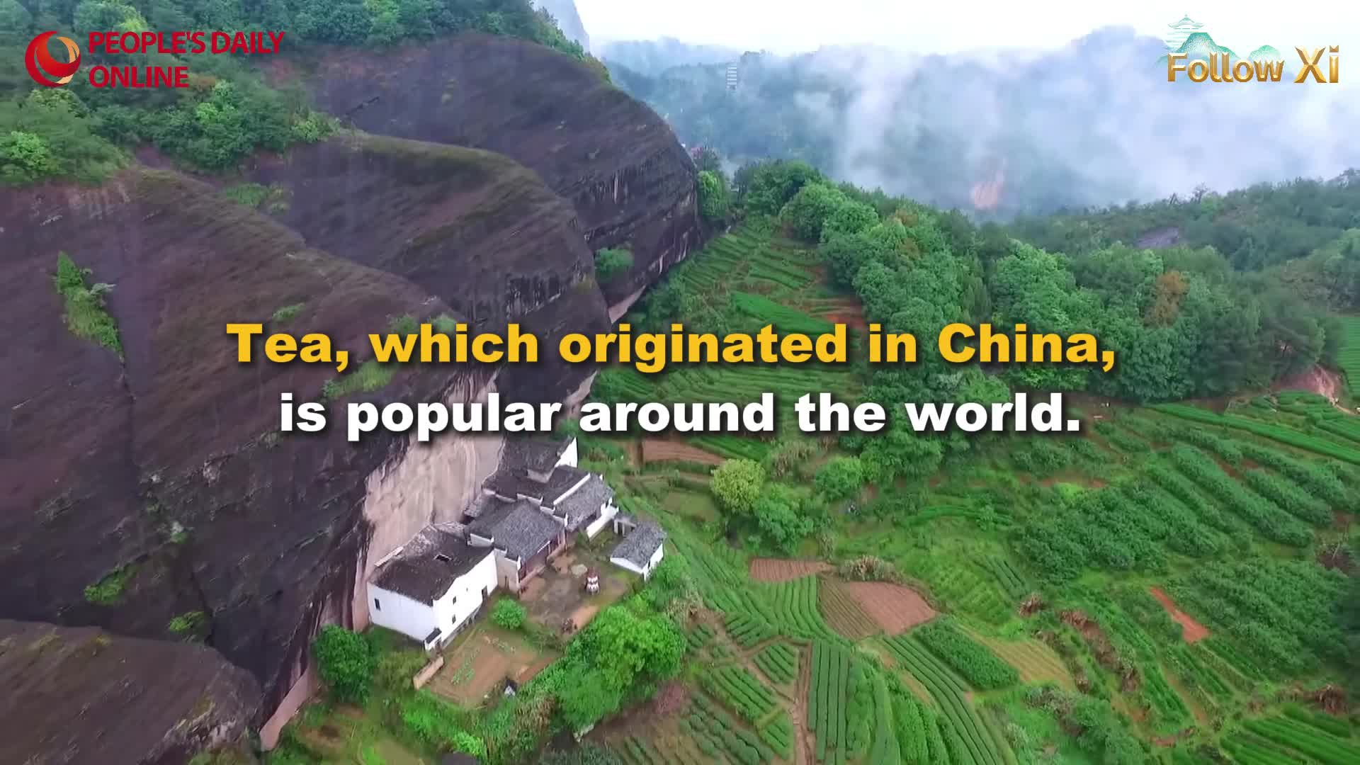 Int'l Tea Day: Xi Jinping's bond with tea
