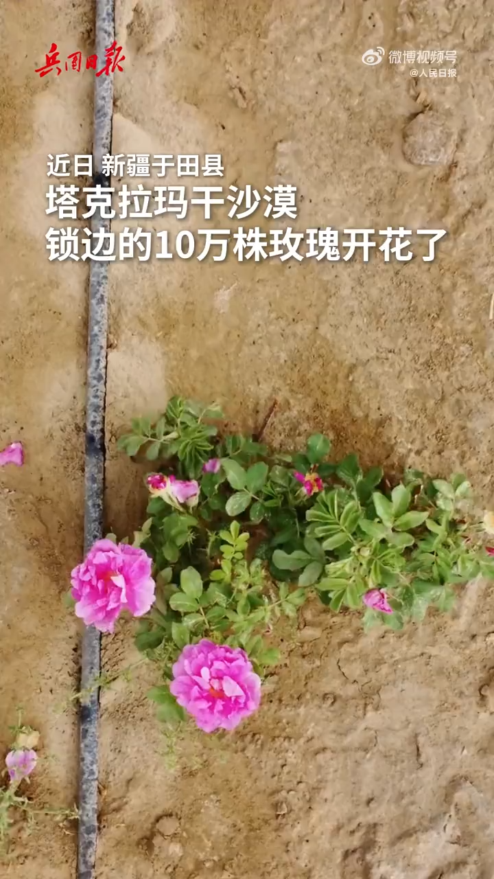 100,000 roses come into bloom in Taklimakan Desert
