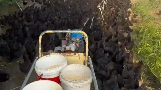 Poultry in motion