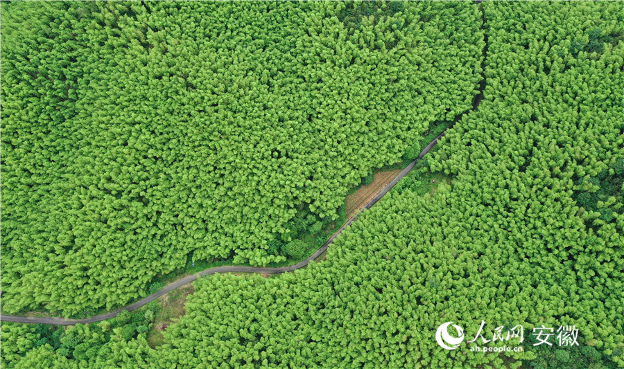 Chinese town taps bamboo to fuel eco-friendly manufacturing